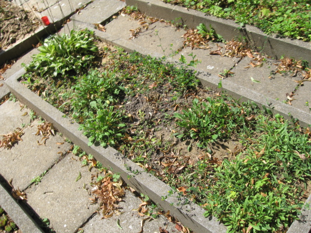 Katarzyna Grynienko 1933 Kłodzko - Grobonet - Wyszukiwarka osób pochowanych